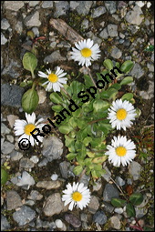 Gnseblmchen, Maliebchen, Bellis perennis, Asteraceae, Bellis perennis, Gnseblmchen, Maliebchen, Habitat Kauf von 00428bellis_perennisimg_6279.jpg