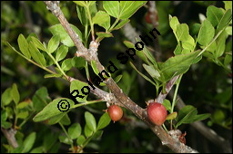Duftender Weigummibaum, Bursera fagaroides, Burseraceae, Bursera fagaroides, Duftender Weigummibaum, fruchtend Kauf von 00441bursera_fagaroidesimg_8010.jpg