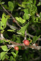 Duftender Weigummibaum, Bursera fagaroides, Burseraceae, Bursera fagaroides, Duftender Weigummibaum, fruchtend Kauf von 00441bursera_fagaroidesimg_8011.jpg