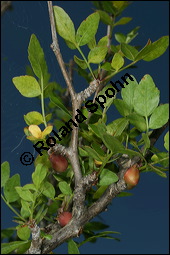 Duftender Weigummibaum, Bursera fagaroides, Burseraceae, Bursera fagaroides, Duftender Weigummibaum, fruchtend Kauf von 00441bursera_fagaroidesimg_8012.jpg