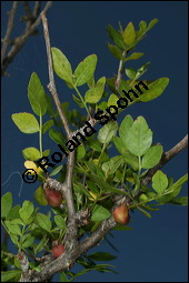 Duftender Weigummibaum, Bursera fagaroides, Burseraceae, Bursera fagaroides, Duftender Weigummibaum, fruchtend Kauf von 00441bursera_fagaroidesimg_8013.jpg