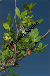 Duftender Weigummibaum, Bursera fagaroides, Burseraceae, Bursera fagaroides, Duftender Weigummibaum, fruchtend Kauf von 00441bursera_fagaroidesimg_8014.jpg