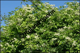 Gewhnliche Waldrebe, Clematis vitalba, Ranunculaceae, Clematis vitalba, Gewhnliche Waldrebe, Blhend Kauf von 00502clematis_vitalbaimg_8223.jpg