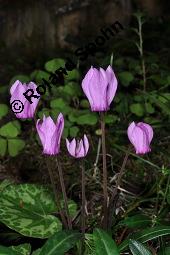 Europisches Alpenveilchen, Cyclamen purpurascens, Primulaceae, Cyclamen purpurascens, Cyclamen europaeum, Europisches Alpenveilchen, Habitus blhend Kauf von 00532_cyclamen_purpurascens_dsc_3192.jpg