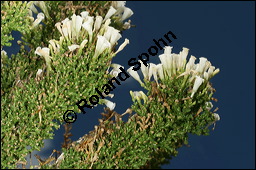 Pichi-Pichi, Fabiana imbricata, Solanaceae, Fabiana imbricata, Pichi-Pichi, Fabiana, Blhend Kauf von 00592fabiana_imbricataimg_2799.jpg