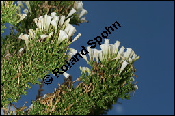 Pichi-Pichi, Fabiana imbricata, Solanaceae, Fabiana imbricata, Pichi-Pichi, Fabiana, Blhend Kauf von 00592fabiana_imbricataimg_2801.jpg