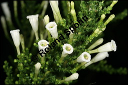 Pichi-Pichi, Fabiana imbricata, Solanaceae, Fabiana imbricata, Pichi-Pichi, Fabiana, Blhend Kauf von 00592fabiana_imbricataimg_5546.jpg