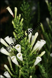 Pichi-Pichi, Fabiana imbricata, Solanaceae, Fabiana imbricata, Pichi-Pichi, Fabiana, Blhend Kauf von 00592fabiana_imbricataimg_5547.jpg