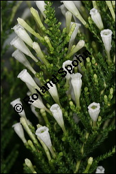Pichi-Pichi, Fabiana imbricata, Solanaceae, Fabiana imbricata, Pichi-Pichi, Fabiana, Blhend Kauf von 00592fabiana_imbricataimg_5550.jpg