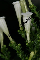 Pichi-Pichi, Fabiana imbricata, Solanaceae, Fabiana imbricata, Pichi-Pichi, Fabiana, Blhend Kauf von 00592fabiana_imbricataimg_5551.jpg