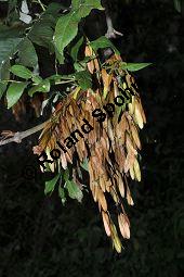 Gewhnliche Esche, Fraxinus excelsior, Oleaceae, Fraxinus excelsior, Gewhnliche Esche, Gemeine Esche, Blhend Kauf von 00600_fraxinus_excelsior_dsc_0393.jpg