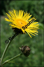 Echter Alant, Inula helenium, Asteraceae, Inula helenium, Echter Alant, Blhend Kauf von 00665inula_heleniumimg_3104.jpg