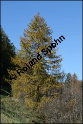 Europäische Lärche, Larix decidua, Pinaceae, Larix decidua, Larix europaea, Europäische Lärche, Habitus, Herbstfärbung Kauf von 00688larix_deciduaimg_4435.jpg