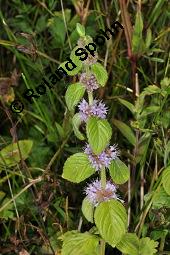 Acker-Minze, Mentha arvensis, Mentha arvensis, Acker-Minze, Lamiaceae, Blhend Kauf von 00748_mentha_arvensis_dsc_6236.jpg
