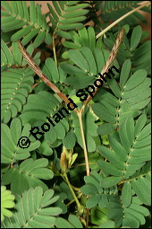 Schamhafte Sinnpflanze, Mimosa pudica, Mimosaceae, Mimosa pudica, Schamhafte Sinnpflanze, Bltter, Bltter zusammengeklappt Kauf von 00758mimosa_pudicaimg_2500.jpg