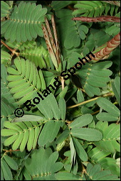 Schamhafte Sinnpflanze, Mimosa pudica, Mimosaceae, Mimosa pudica, Schamhafte Sinnpflanze, Bltter, Bltter zusammengeklappt Kauf von 00758mimosa_pudicaimg_2502.jpg