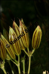 Sdolde, Myrrhis odorata, Apiaceae, Myrrhis odorata, Sdolde, Myrrhen-Kerbel, fruchtend Kauf von 00770myrrhis_odorataimg_2759.jpg