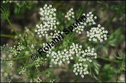 Anis, Pimpinella anisum, Apiaceae, Pimpinella anisum, Anis, Blhend Kauf von 00824pimpinella_anisumimg_3117.jpg