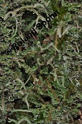 Cladonie, Cladonia, Cladonia, Cladonie, Flechten, Thalli, auf Pinus sylvestris, Gewhnliche Kiefer, Wald-Kiefer Kauf von 01590_cladonia_sp_dsc_8380.jpg
