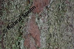 Cladonie, Cladonia, Cladonia, Cladonie, Flechten, Thalli, auf Pinus sylvestris, Gewhnliche Kiefer, Wald-Kiefer Kauf von 01590_cladonia_sp_dsc_8382.jpg