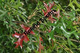 Sumpf-Eiche, Quercus palustris, Fagaceae, Quercus palustris, Sumpf-Eiche, Beblttert Herbstfrbung Kauf von 02500_quercus_palustris_dsc_0386.jpg