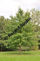 Sumpf-Eiche, Quercus palustris, Fagaceae, Quercus palustris, Sumpf-Eiche, Beblttert Herbstfrbung Kauf von 02500_quercus_palustris_dsc_0390.jpg