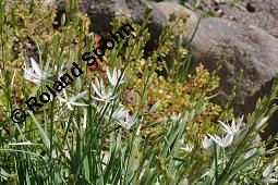 Astlose Graslilie, Anthericum liliago, Anthericum liliago, Astlose Graslilie, Liliaceae, Blhend Kauf von 04119_anthericum_liliago_dsc_4390.jpg
