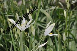 Astlose Graslilie, Anthericum liliago, Anthericum liliago, Astlose Graslilie, Liliaceae, Blhend Kauf von 04119_anthericum_liliago_dsc_4391.jpg