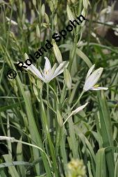 Astlose Graslilie, Anthericum liliago, Anthericum liliago, Astlose Graslilie, Liliaceae, Blhend Kauf von 04119_anthericum_liliago_dsc_4392.jpg