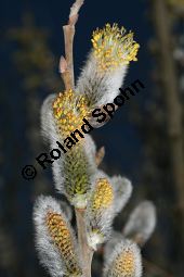 Grau-Weide, Salix cinerea Kauf von 05214_salix_cinerea_img_2680.jpg