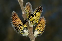 Grau-Weide, Salix cinerea Kauf von 05214salix_cinereaimg_5724.jpg
