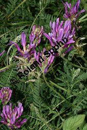 Esparsetten-Tragant, Astragalus onobrychis, Fabaceae, Astragalus onobrychis, Esparsetten-Tragant, Blhend Kauf von 05438astragalus_onobrychisimg_3408.jpg