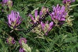 Esparsetten-Tragant, Astragalus onobrychis, Fabaceae, Astragalus onobrychis, Esparsetten-Tragant, Blhend Kauf von 05438astragalus_onobrychisimg_3409.jpg
