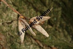 Chinesische Flgelnuss, Pterocarya stenoptera Kauf von 05687_pterocarya_stenoptera_img_5105.jpg