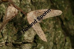 Chinesische Flgelnuss, Pterocarya stenoptera Kauf von 05687_pterocarya_stenoptera_img_5106.jpg