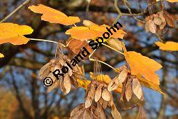 Schneeballblttriger Ahorn, Acer opalus var. tomentosum, Aceraceae, Acer opalus var. tomentosum, Schneeballblttriger Ahorn, fruchtend Kauf von 05712_acer_opalus_tomentosum_dsc_0906.jpg