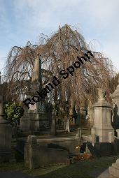 Rot-Buche 'Pendula', Fagus sylvatica 'Pendula' auf Friedhof, Brssel Kauf von 05723_fagus_sylvatica_pendula_img_5266.jpg