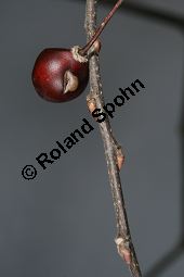 Amerikanischer Zrgelbaum, Celtis occidentalis Kauf von 05764_celtis_occidentalis_img_5954.jpg