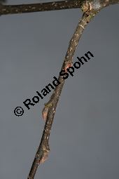 Amerikanischer Zrgelbaum, Celtis occidentalis Kauf von 05764_celtis_occidentalis_img_5955.jpg