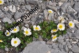 Alpen-Hahnenfu, Ranunculus alpestris, Ranunculus alpestris, Alpen-Hahnenfu, Ranunculaceae, Habitus blhend Kauf von 06006_ranunculus_alpestris_dsc_2459.jpg