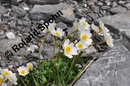 Alpen-Hahnenfu, Ranunculus alpestris, Ranunculus alpestris, Alpen-Hahnenfu, Ranunculaceae, Habitus blhend Kauf von 06006_ranunculus_alpestris_dsc_2460.jpg