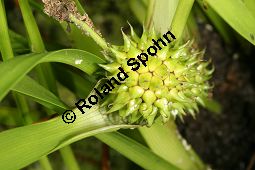 stiger Igelkolben, Sparganium erectum, Sparganium ramosum Kauf von 06159_sparganium_erectum_img_9668.jpg