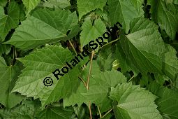 Amerikanische Uferrebe, Vitis riparia, Vitaceae, Vitis riparia, Amerikanische Uferrebe, Blhend Kauf von 06222_vitis_riparia_img_0373.jpg