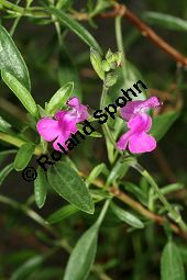 Canyon-Salbei, Salvia lycioides, Lamiaceae, Salvia lycioides, Canyon-Salbei, Blhend Kauf von 06243_salvia_lycioides_img_4025.jpg