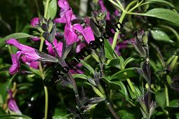 Canyon-Salbei, Salvia lycioides, Lamiaceae, Salvia lycioides, Canyon-Salbei, Blhend Kauf von 06243salvia_lycioidesimg_2281.jpg