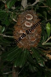 Gesgte Banksie, Banksia serrata, Proteaceae, Banksia serrata, Gesgte Banksie, Fruchtausschnitt Kauf von 06310banksia_serrataimg_2789.jpg