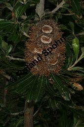 Gesgte Banksie, Banksia serrata, Proteaceae, Banksia serrata, Gesgte Banksie, Fruchtausschnitt Kauf von 06310banksia_serrataimg_2790.jpg