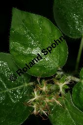 Croton cascarilla, Euphorbiaceae, Croton cascarilla, Blhend Kauf von 06325croton_cascarillaimg_2966.jpg