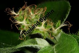 Croton cascarilla, Euphorbiaceae, Croton cascarilla, Blhend Kauf von 06325croton_cascarillaimg_2967.jpg