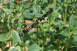 Chia-Salbei, Salvia hispanica, Lamiaceae, Salvia hispanica, Chia-Salbei, Chia, Blhend Kauf von 06329salvia_hispanicaimg_3014.jpg